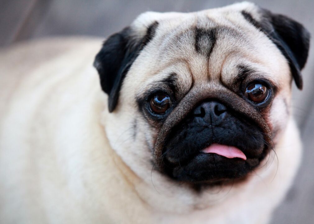 #29. Pug